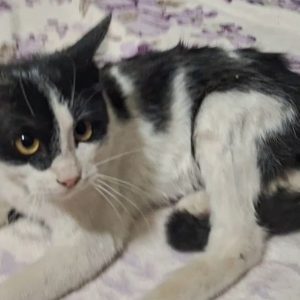 واگذاری گربه تاکسیدو(DSH)