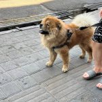 واگذاری چاو چاو