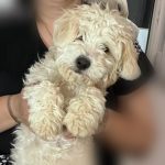 واگذاری سگ پودل تریر ۸ ماهه