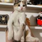 گربه دوماهه  کالیکو دختر