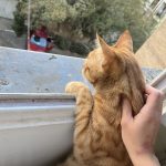 واگذاری گربه در تهران