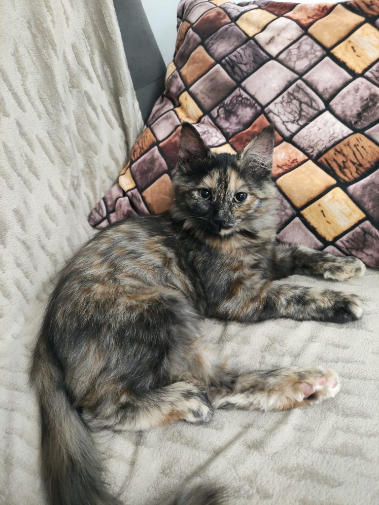 دختر مو بلند زیبا و خاص