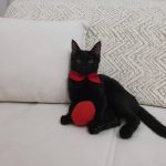 خوش اخلاق ترین گربه ماده ۶ ماهه