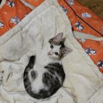 واگذاری بچه گربه ۳ماهه