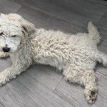 واگذاری سگ پودل تریر ۸ ماهه