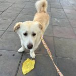 سگ گلدن اشپیتز