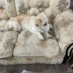 سگ گلدن اشپیتز