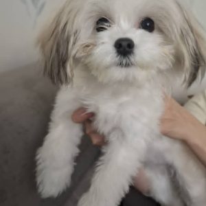 واگذاری رایگان