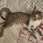 واگذاری گربه