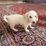 سگ میکس اشپیتز