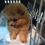 سگ پامرانین خرسی