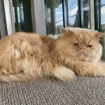 واگذاری پرشین نر