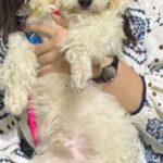 واگذاری سگ پودل تریر ۸ ماهه