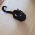 خوش اخلاق ترین گربه ماده ۶ ماهه