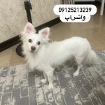 واگذاری رایگان سگ پامر‌اشپیتز