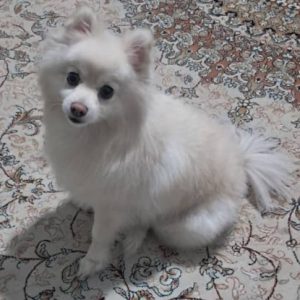 پامرانین سفید ماده