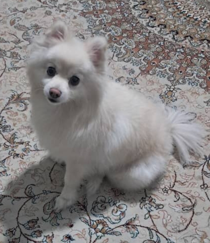 پامرانین سفید ماده