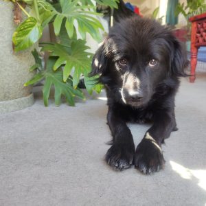 دونه سگه نمونه