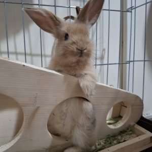 خرگوش مینی لوپ