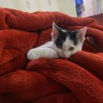 بچه گربه یک و نیم ماهه