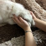 واگذاری خرگوش