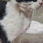 واگذاری گربه تاکسیدو(DSH)