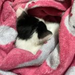 بچه گربه یک و نیم ماهه