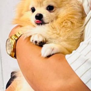 واگذاری پامر