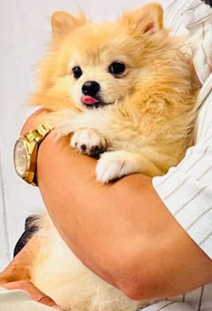 واگذاری پامر