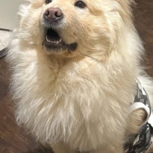 واگذاری چاو چاو