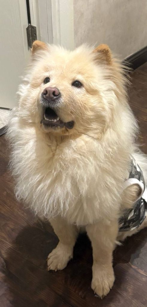 واگذاری چاو چاو