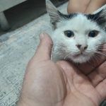 واگذاری گربه ناز و معربون