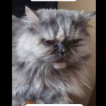 واگذاری رایگان گربه پرشین