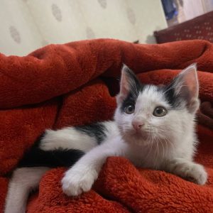 بچه گربه یک و نیم ماهه