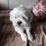 فندق مهربون