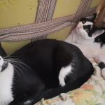 گربه ی مادر و دو فرزندش