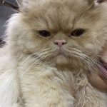 واگذاری پرشین نر