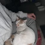 واگذاری گربه