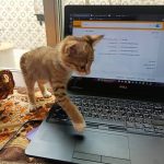 واگذاری گربه DHS