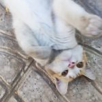 واگذاری رایگان گربه زیریکساله