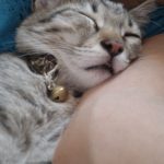 واگذاری گربه ۳ ماهه