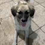 سگ ماده ۷ ماهه میکس اشپیتز