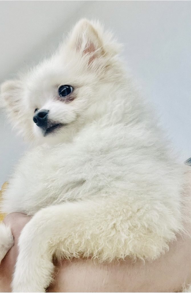 سگ پاپی پامرانین پامرین پامر عروسکی سفید فانتزی آپارتمانی