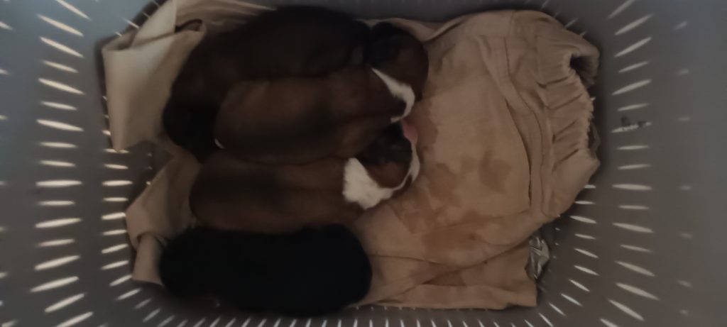 واگذاری رایگان سگ