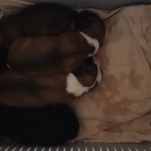 واگذاری رایگان سگ