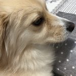 واگذاری سگ پامر اشپیتز