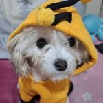 واگذاری رایگان