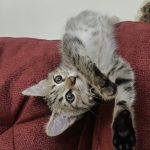 واگذاری گربه ۳ ماهه