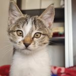 واگذاری گربه