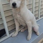 واگذاری رایگان توله سگ اشپیتز نر